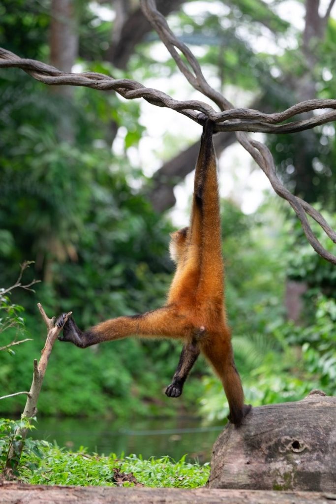 a monkey hanging upside down from a tree branch
