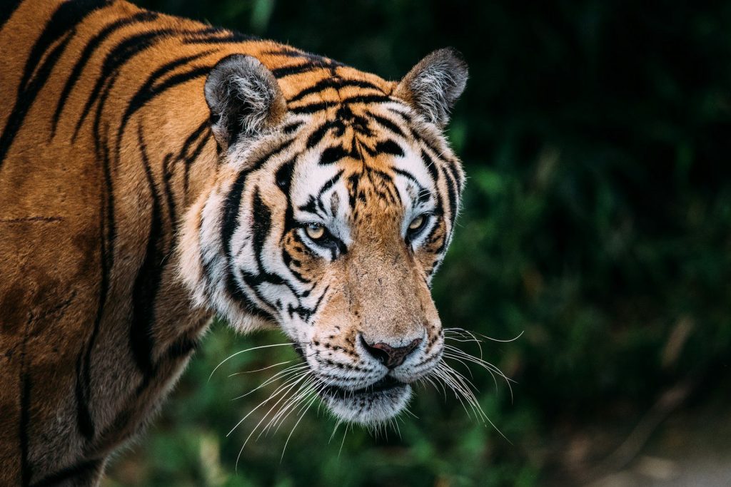 A close up of a tiger